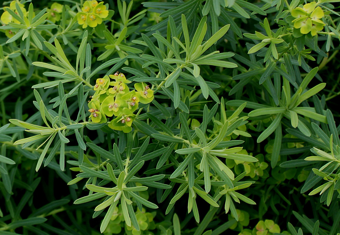 Image of Euphorbia cyparissias specimen.