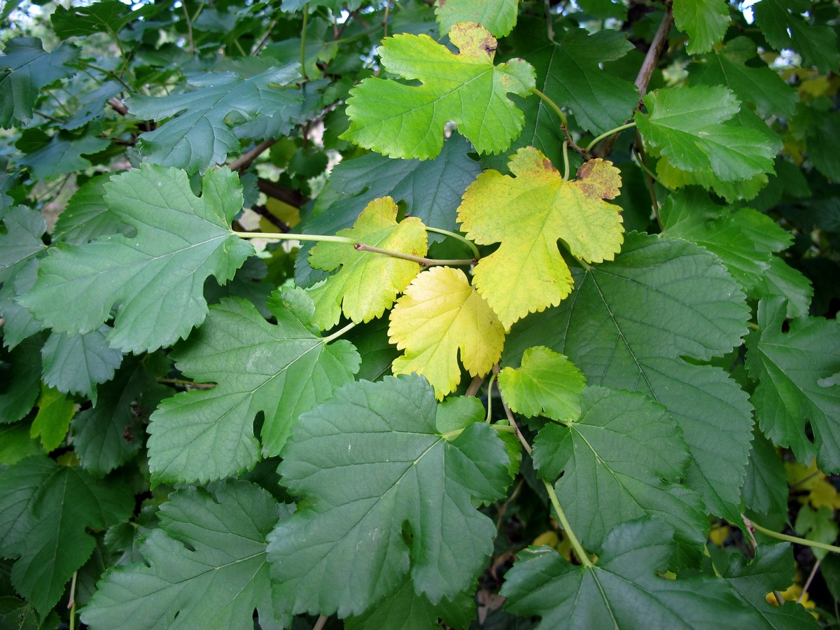 Изображение особи Morus alba.