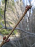 Viburnum opulus