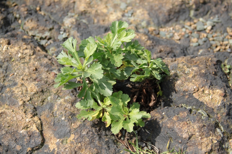 Image of genus Artemisia specimen.