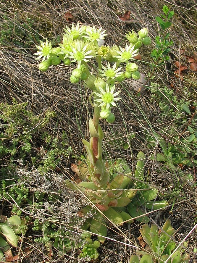 Image of Sempervivum ruthenicum specimen.