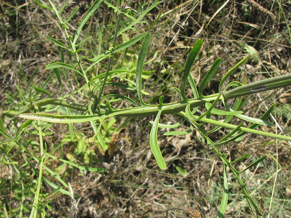 Image of Centaurea orientalis specimen.