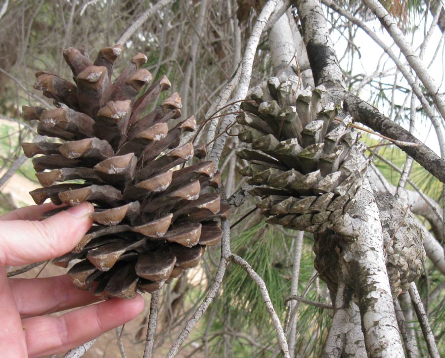 Image of genus Pinus specimen.