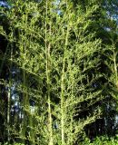 Смотреть изображение Phyllostachys pubescens