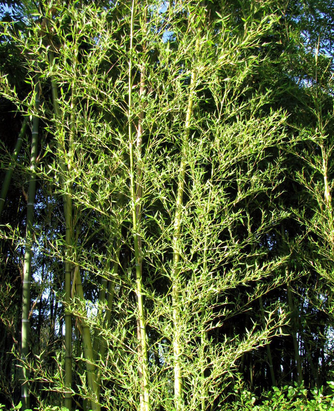 Изображение особи Phyllostachys pubescens.