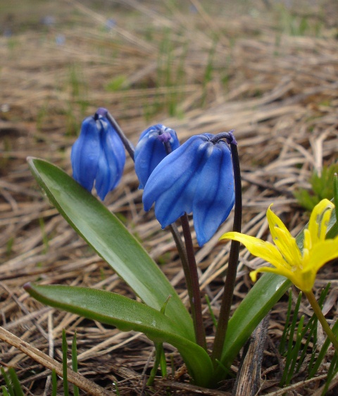 Изображение особи Scilla armena.