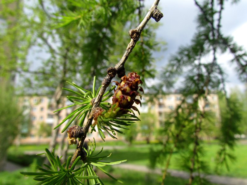 Изображение особи Larix sibirica.