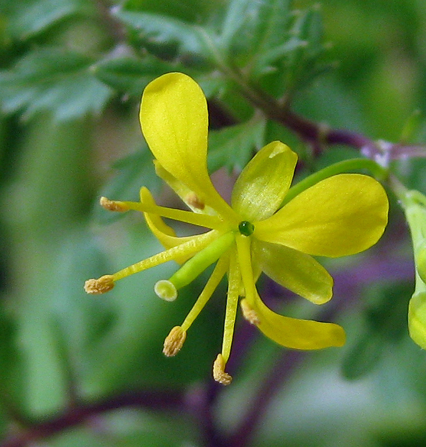 Image of Rorippa sylvestris specimen.