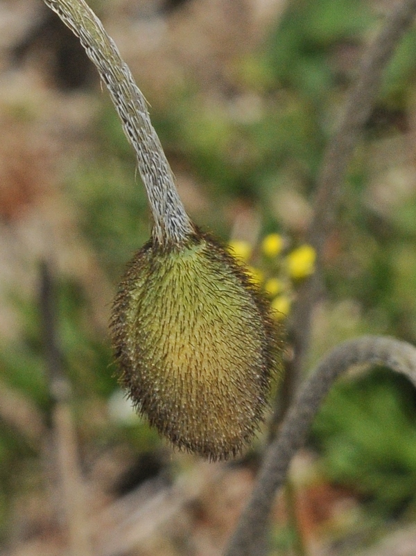 Image of Papaver croceum specimen.