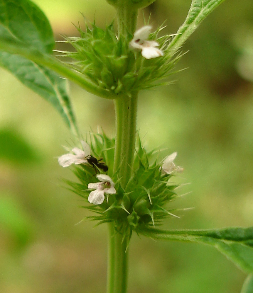 Image of Chaiturus marrubiastrum specimen.