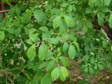 Euonymus europaeus. Ветвь с соцветиями. Санкт-Петербург. 2 июня 2009 г.