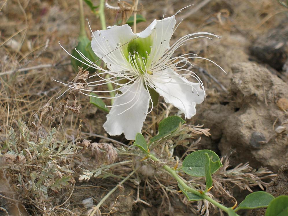 Изображение особи Capparis herbacea.