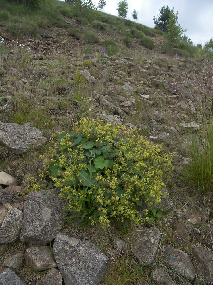 Image of Alchemilla stellulata specimen.