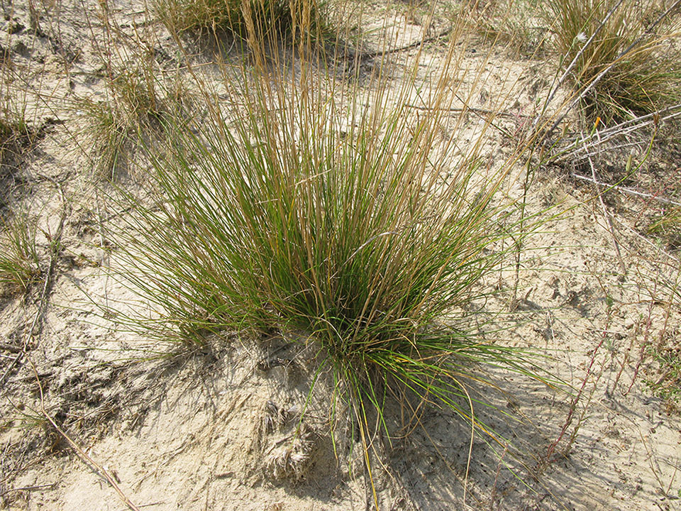 Image of Festuca beckeri specimen.