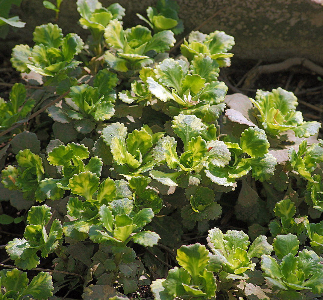 Image of Saxifraga &times; urbium specimen.