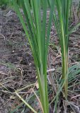 Typha domingensis