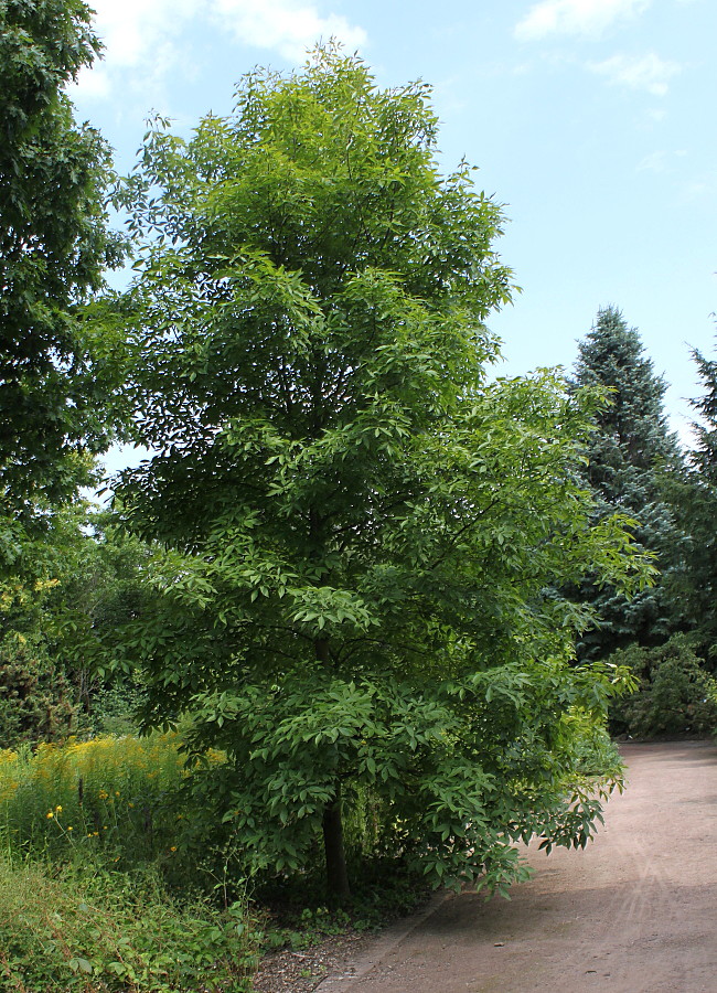 Image of Carya glabra specimen.