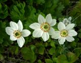 Anemonastrum villosissimum. Цветки. Курильские о-ва, о. Шикотан, мыс Анама, прибрежный склон. 21.06.2013.