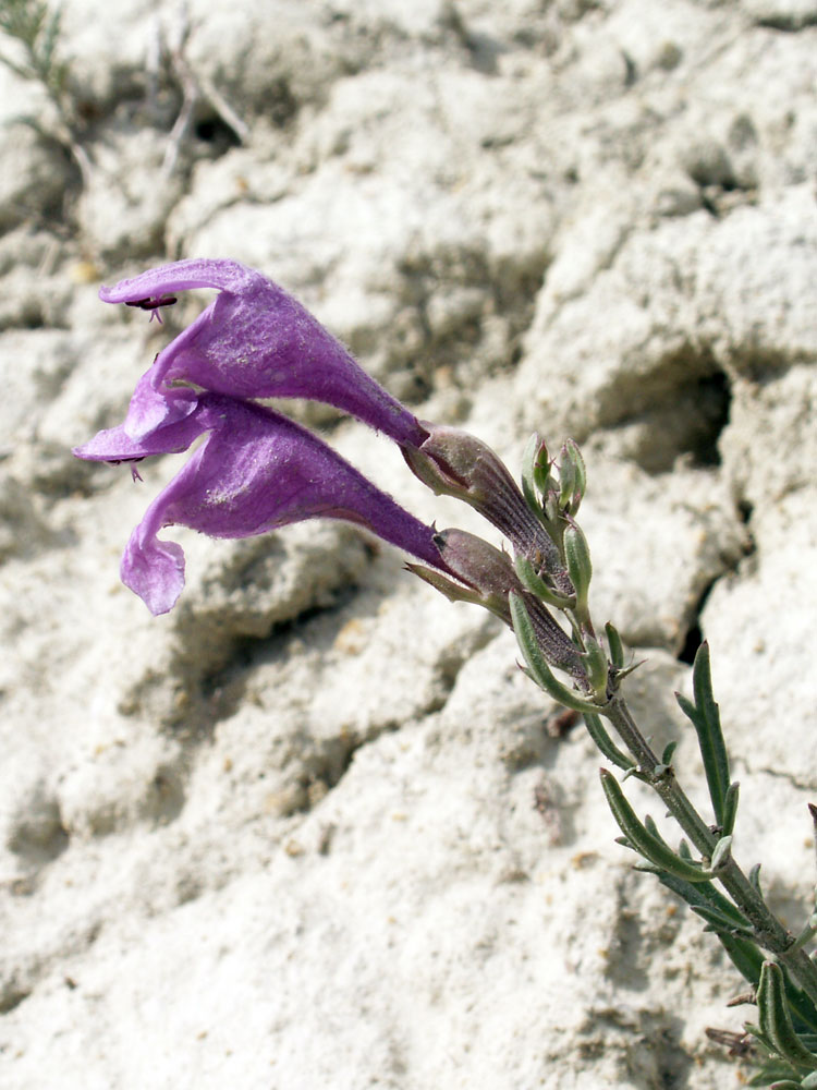 Image of Dracocephalum bipinnatum specimen.