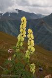 Aconitum anthoroideum