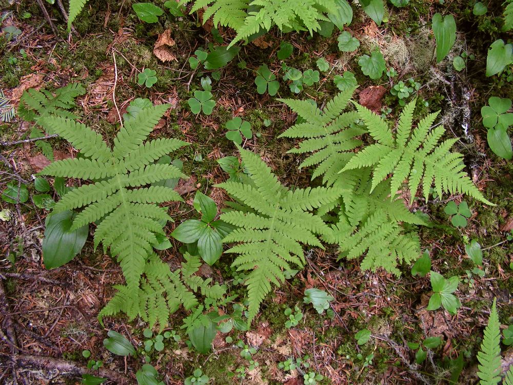 Изображение особи Phegopteris connectilis.