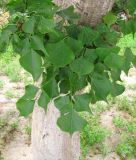 Смотреть изображение Erythrina lysistemon