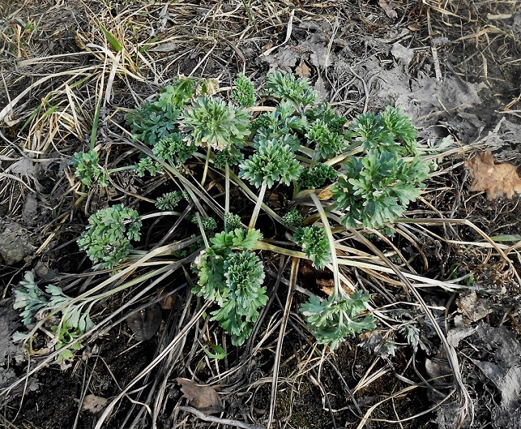 Image of Artemisia absinthium specimen.