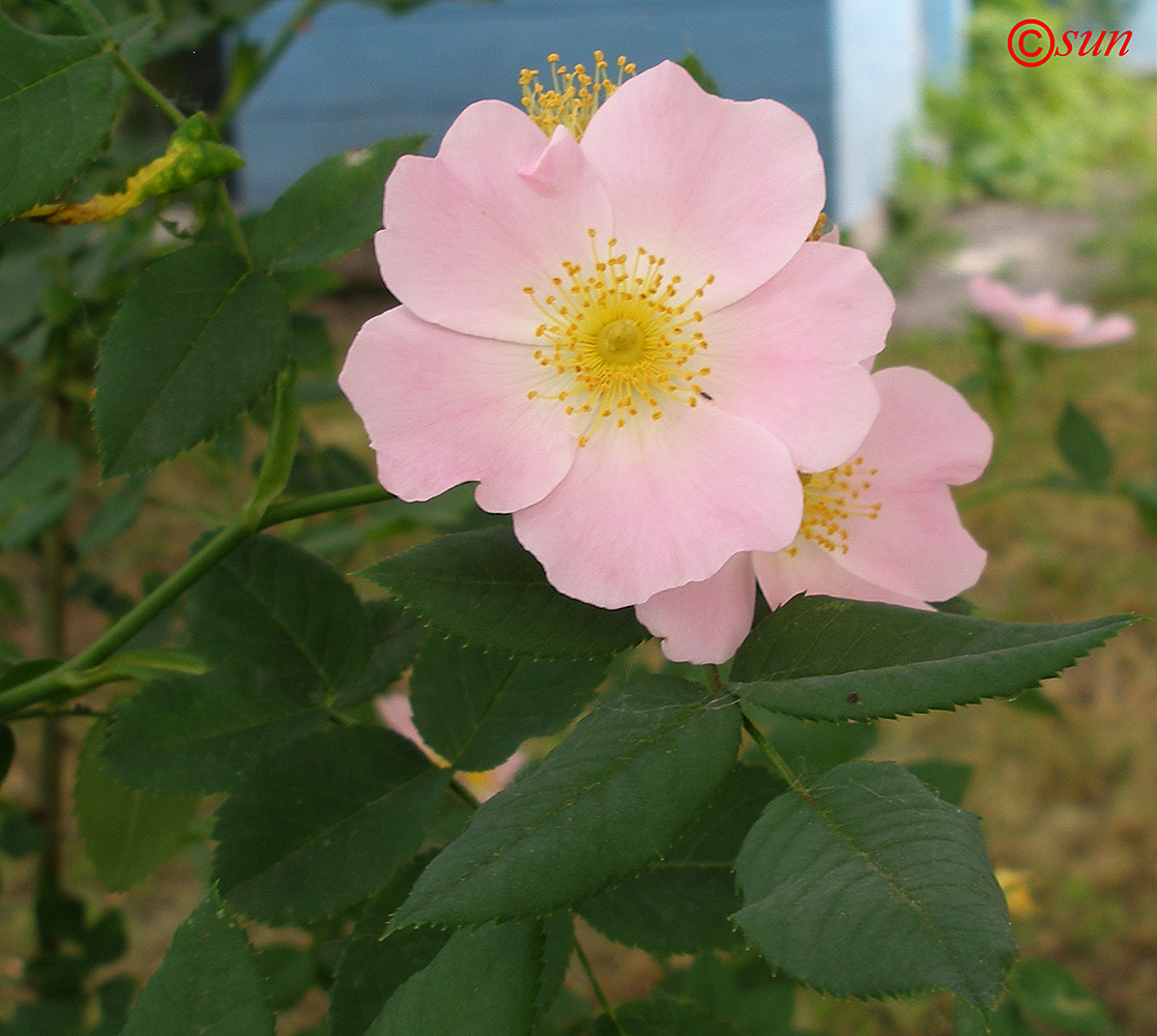 Image of genus Rosa specimen.