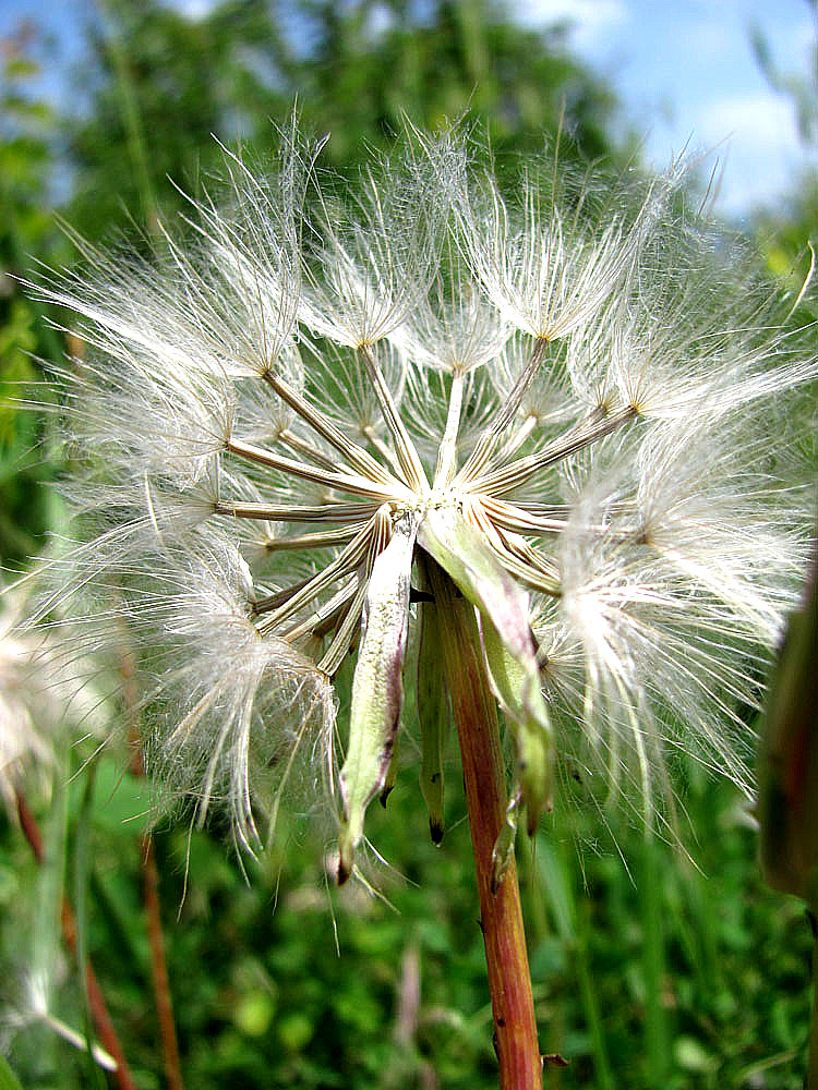 Image of Scorzonera laciniata specimen.