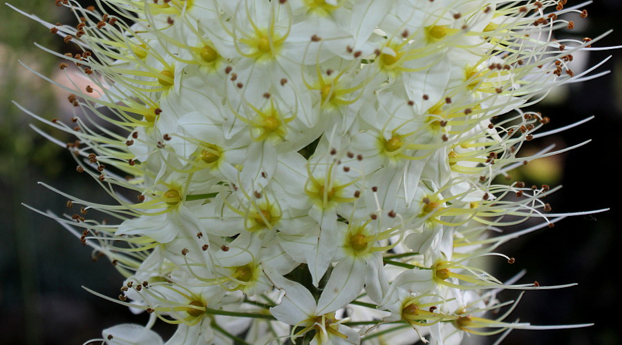 Image of Eremurus himalaicus specimen.