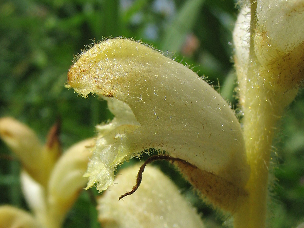 Изображение особи Orobanche caryophyllacea.