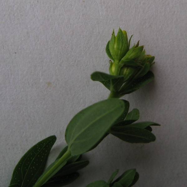 Image of Hypericum perforatum specimen.