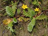 Potentilla anserina