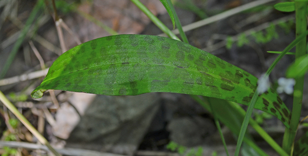 Image of Dactylorhiza fuchsii specimen.