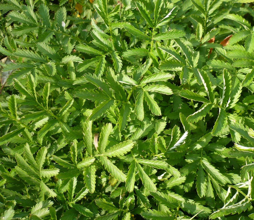 Image of Potentilla anserina specimen.