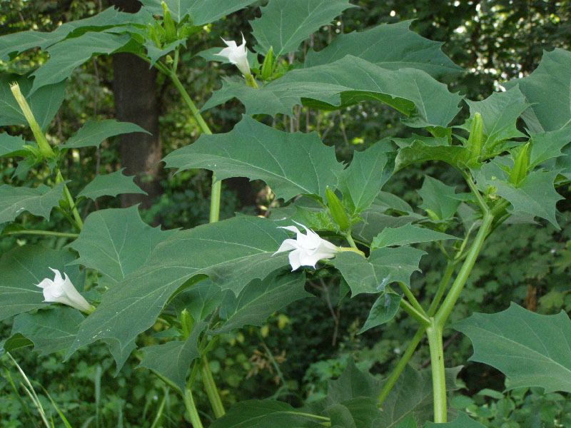 Изображение особи Datura stramonium.