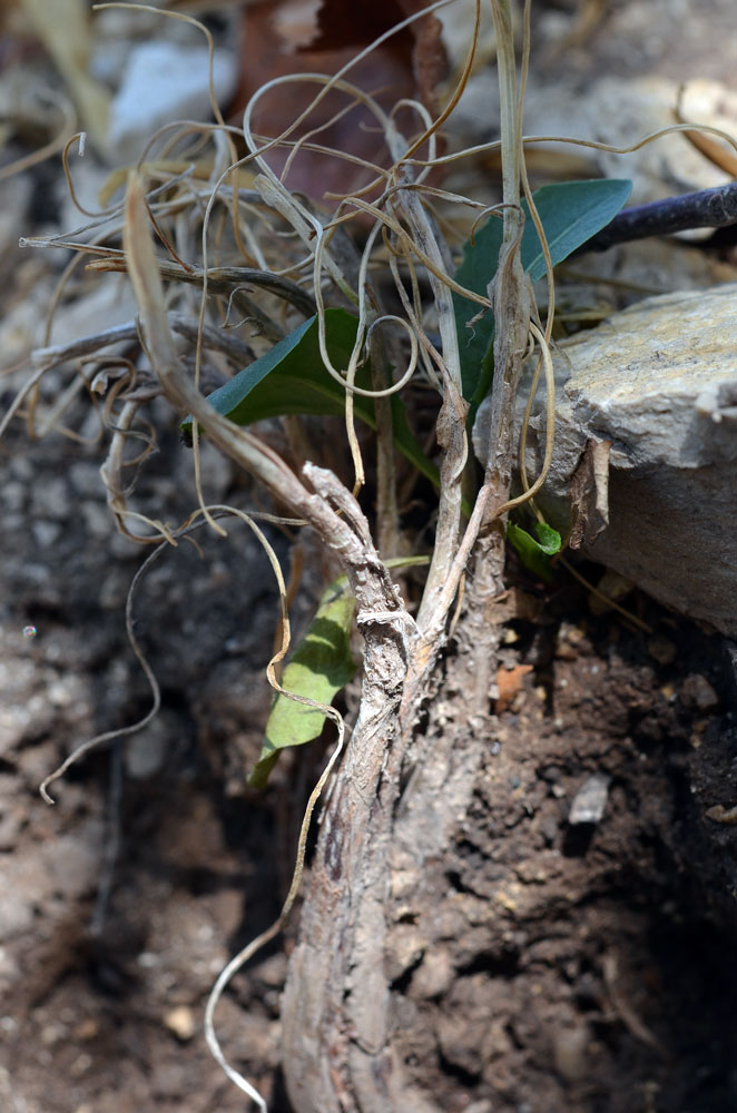 Image of Allium kokanicum specimen.