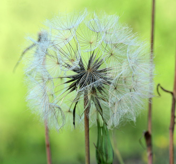 Image of Tragopogon orientalis specimen.