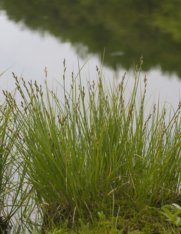 Image of Carex canescens specimen.