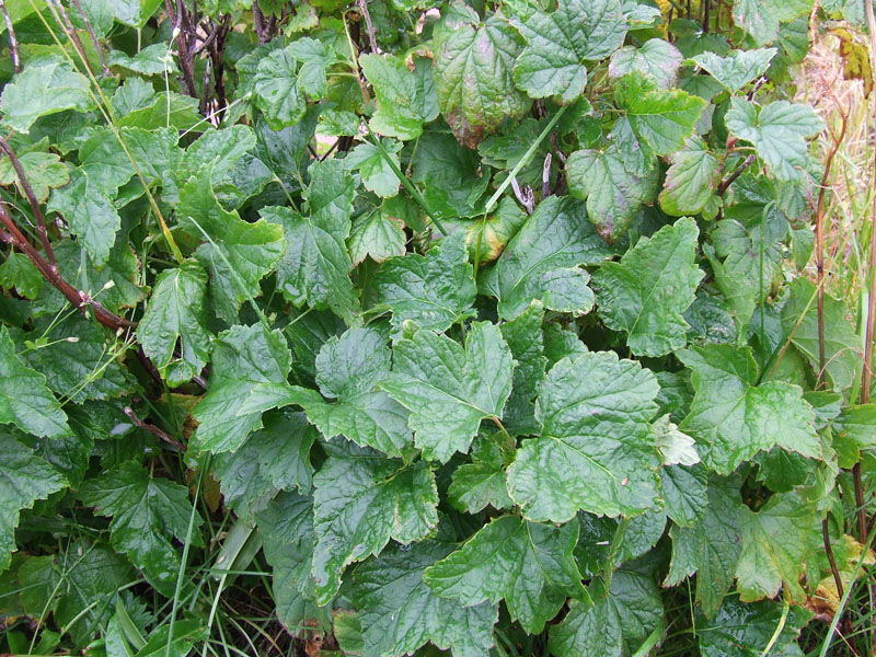 Image of Ribes nigrum specimen.