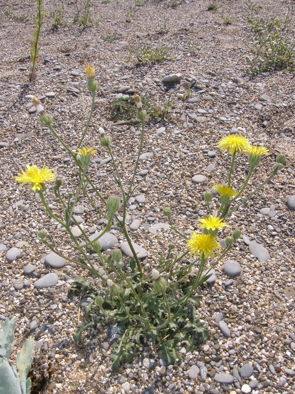 Изображение особи Crepis rhoeadifolia.