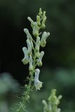 род Aconitum. Соцветие. Санкт-Петербург, Старый Петергоф, парк \"Сергиевка\", в культуре. 11.07.2009.