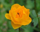 Trollius asiaticus. Цветок. Иркутская обл., Шелеховский р-н, окр. пос. Большой Луг. 13.06.2014.