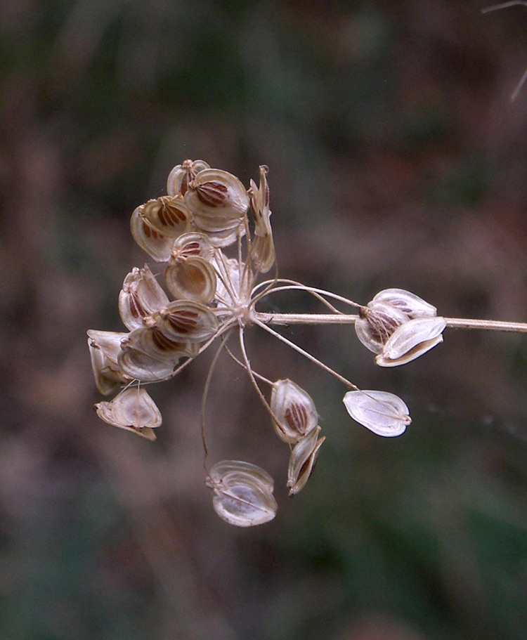 Image of Heracleum chorodanum specimen.