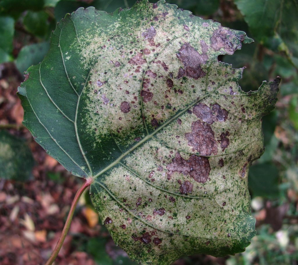 Image of Populus nigra specimen.