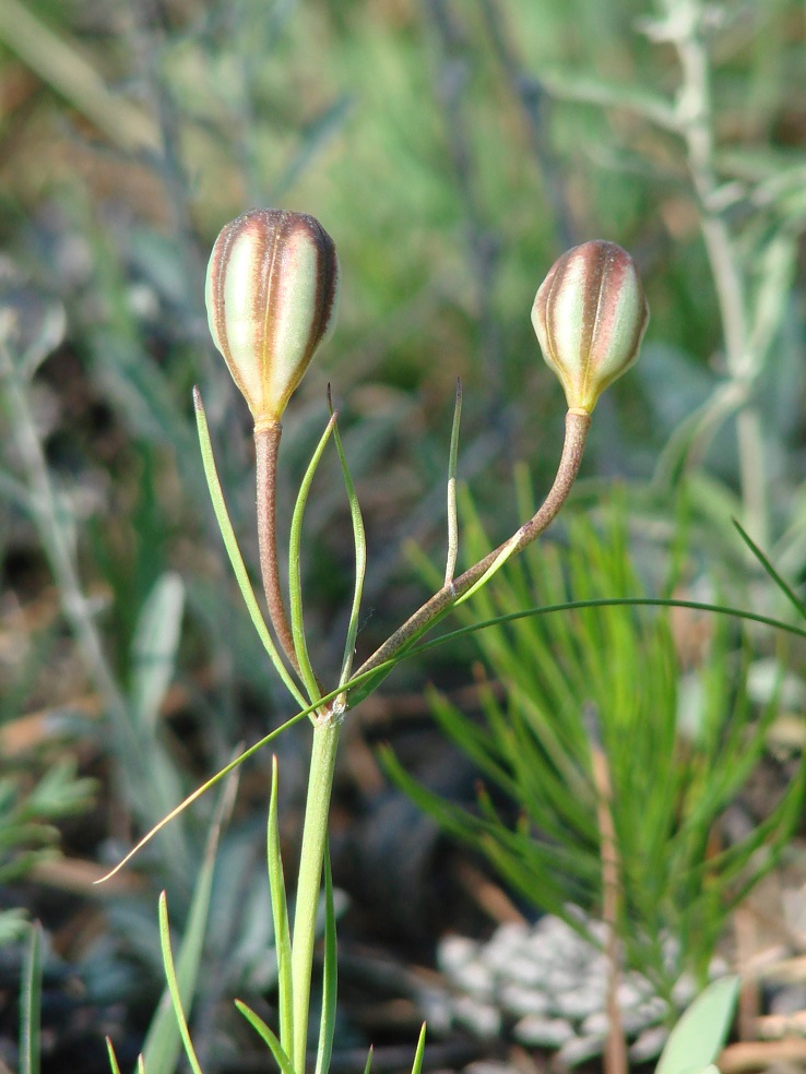 Изображение особи Lilium pumilum.