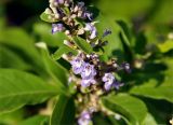 Vitex trifolia. Часть соцветия. Андаманские острова, остров Лонг, песчаный пляж. 06.01.2015.