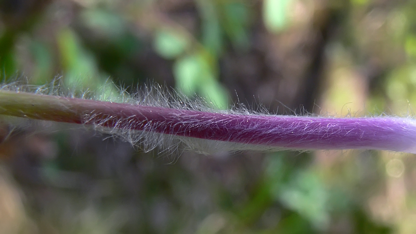 Изображение особи Pulsatilla uralensis.