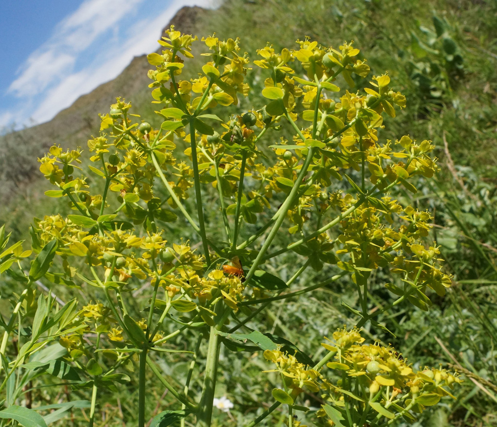 Image of Euphorbia soongarica specimen.