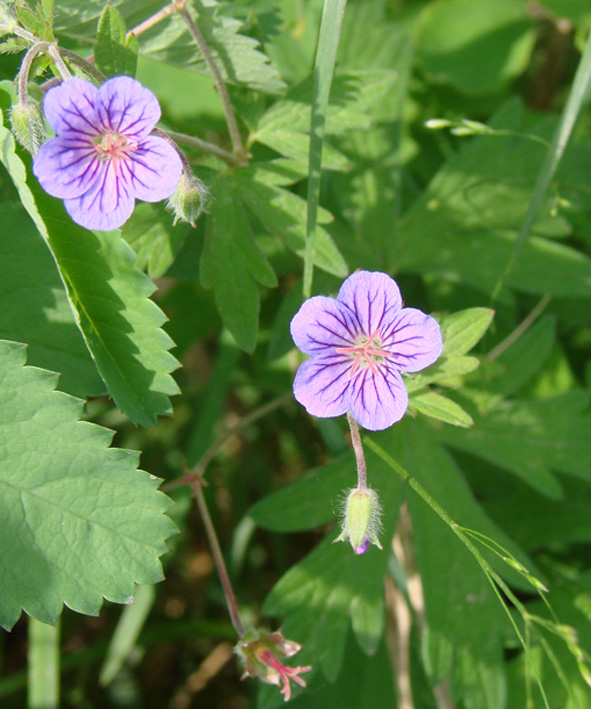 Изображение особи Geranium pseudosibiricum.